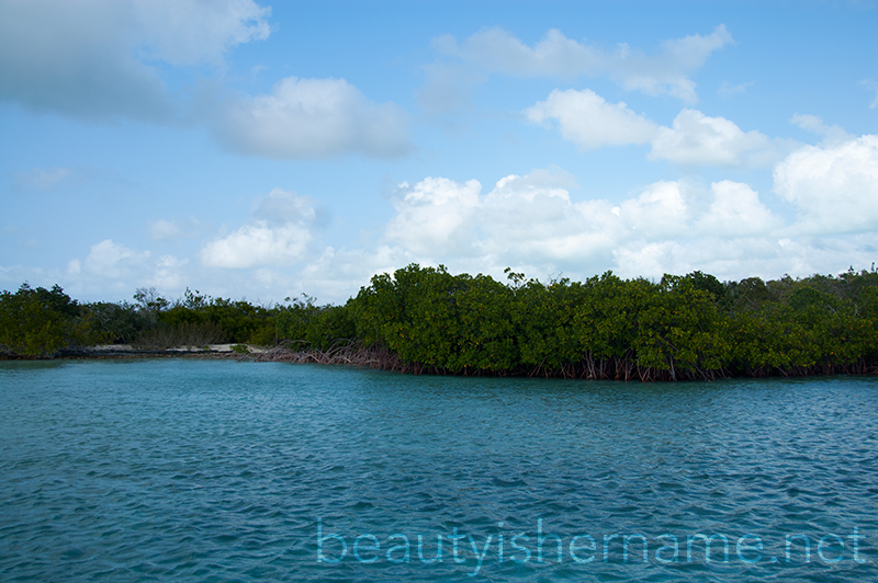 Mangrove Cay, Turks and Caicos